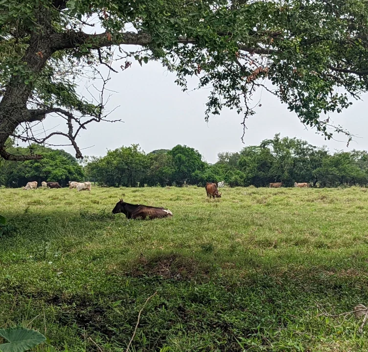 Ganado de Beef Back Better pastando en pasturas abiertas de El Salvador
